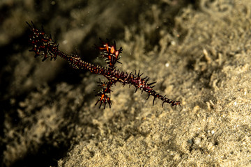 ornate ghost pipefish or harlequin ghost pipefish, Solenostomus paradoxus, is a false pipefish of the family Solenostomidae