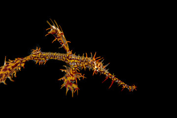 ornate ghost pipefish or harlequin ghost pipefish, Solenostomus paradoxus, is a false pipefish of the family Solenostomidae