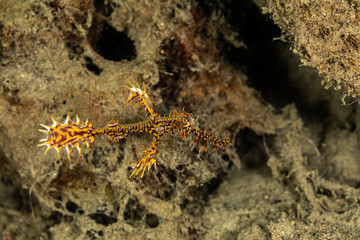 ornate ghost pipefish or harlequin ghost pipefish, Solenostomus paradoxus, is a false pipefish of the family Solenostomidae