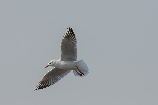 Sea Gull flying through the sky