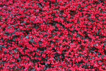red flower texture wallpaper backdrop background