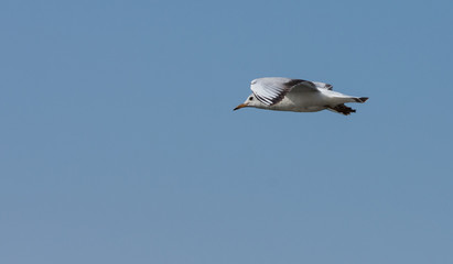 Fototapeta premium Sea Gull lecący po niebie