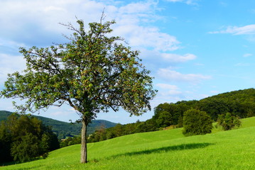 Fototapeta na wymiar Birnenbaum