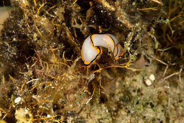 Pale Headshield Slug, Chelidonura pallida is a species of sea slug, or 