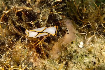 Pale Headshield Slug, Chelidonura pallida is a species of sea slug, or 