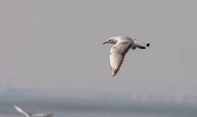 Sea Gull flying through the sky