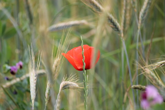 Klatschmohn im Gerstenfeld