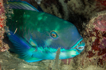 Indian Ocean Steephead Parrotfish, Heavybeak Parrotfish, Purple-headed Parrotfish, Steephead Parrotfish, Chlorurus strongylocephalus, scarus strongylocephalus