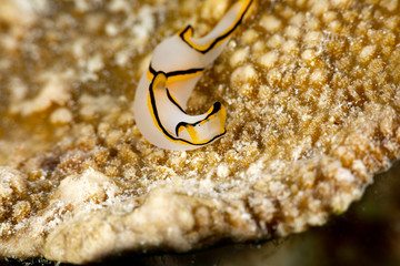 Pale Headshield Slug, Chelidonura pallida is a species of sea slug, or 