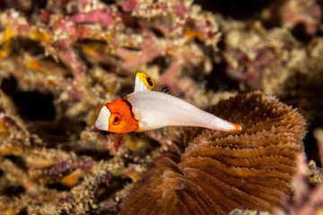 Juvenile of Cetoscarus bicolor