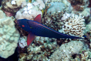 Parrotfish, Scaridae, Indo-Pacific