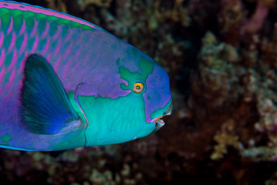 Indian Ocean Steephead Parrotfish, Heavybeak Parrotfish, Purple-headed Parrotfish, Steephead Parrotfish, Chlorurus strongylocephalus, scarus strongylocephalus