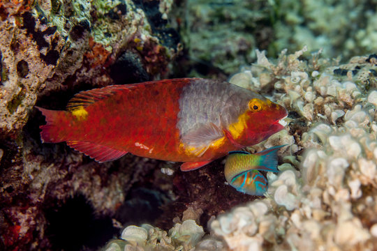 European Parrot Fish, Sparisoma cretense
