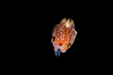 Paper nautilus, Argonauta argo, the argonauts (genus Argonauta, the only extant genus in the family Argonautidae) are a group of pelagic octopuses
