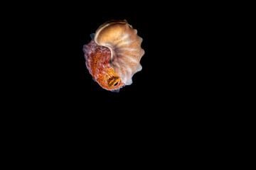 Paper nautilus, Argonauta argo, the argonauts (genus Argonauta, the only extant genus in the family Argonautidae) are a group of pelagic octopuses