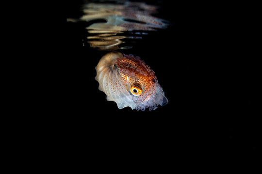 Paper nautilus with reflection on the water surface, Argonauta argo, the argonauts (genus Argonauta, the only extant genus in the family Argonautidae) are a group of pelagic octopuses