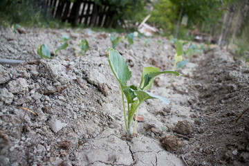 watering of vegetables and cabbage