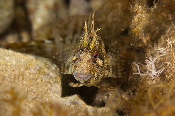 The tompot blenny (Parablennius gattorugine) is a medium-sized blenny