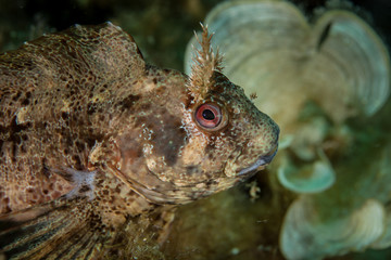 The tompot blenny (Parablennius gattorugine) is a medium-sized blenny