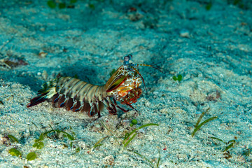 Peacock-, harlequin-, painted- or clown mantis shrimp, Odontodactylus scyllarus