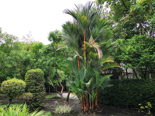 Fototapeta premium Lipstick palm in the garden.