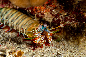 Peacock-, harlequin-, painted- or clown mantis shrimp, Odontodactylus scyllarus
