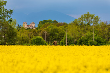 Yellow fields of rape on the hills of Friuli. Cassacco and its castle