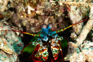 Peacock-, harlequin-, painted- or clown mantis shrimp, Odontodactylus scyllarus