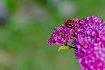 Ladybug sits on the inflorescence of small flowers of crimson color. Blur the background of green and parts of flowers in the foreground. Free space for inscriptions. Use as background image.