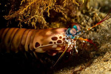 Peacock-, harlequin-, painted- or clown mantis shrimp, Odontodactylus scyllarus