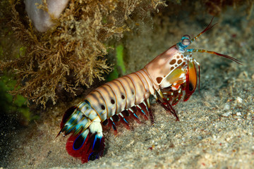 Peacock-, harlequin-, painted- or clown mantis shrimp, Odontodactylus scyllarus