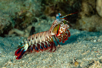 Peacock-, harlequin-, painted- or clown mantis shrimp, Odontodactylus scyllarus