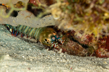 Obraz na płótnie Canvas Peacock-, harlequin-, painted- or clown mantis shrimp, Odontodactylus scyllarus