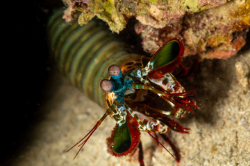 Peacock-, harlequin-, painted- or clown mantis shrimp, Odontodactylus scyllarus