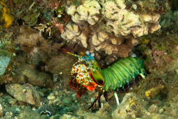 Peacock-, harlequin-, painted- or clown mantis shrimp, Odontodactylus scyllarus