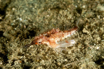 Little Dragonfish or Short Dragonfish, Eurypegasus draconis