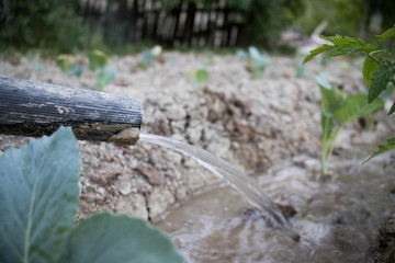 watering the cabbage in the garden