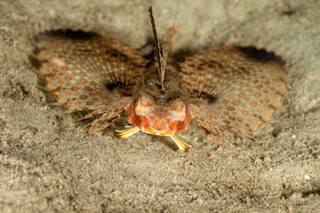 Spotwing flying gurnard, Dactyloptena macracantha