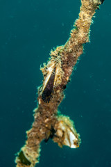 Pelagic gooseneck barnacle or smooth gooseneck barnacle, Lepas anatifera