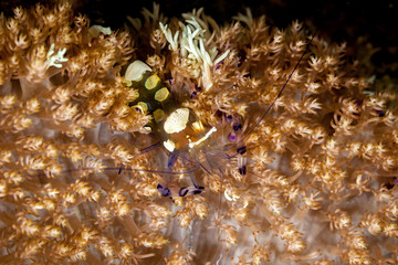 Glass Anemone Shrimp or Peacock-Tail Anemone Shrimp, Periclimenes brevicarpalis