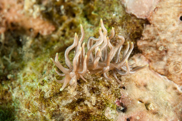 Phyllodesmium briareum
