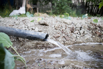 watering the cabbage in the garden