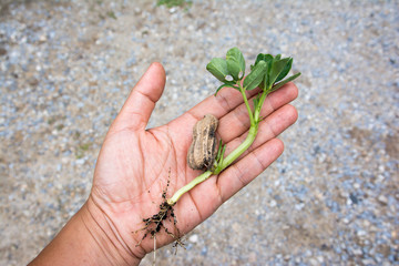 Young peanut or groundnut tree plant with leaves and seed in hand background
