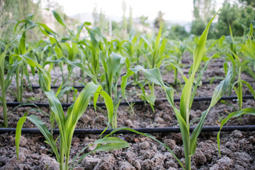drip irrigation system, cornfield, gorgeous green background