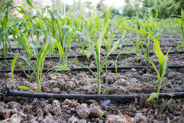 drip irrigation system, cornfield, gorgeous green background