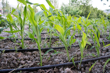 drip irrigation system, cornfield, gorgeous green background