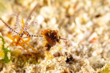 Pontoh's pygmy seahorse or the weedy pygmy seahorse, Hippocampus pontohi, is a seahorse of the family Syngnathidae native to the central Indo-pacific