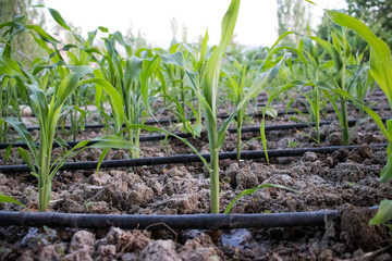 drip irrigation system, cornfield, gorgeous green background