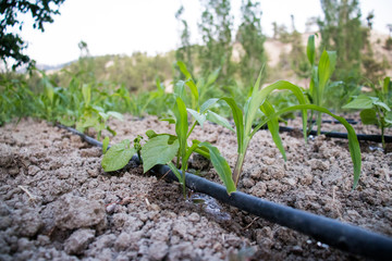 drip irrigation system, cornfield, gorgeous green background