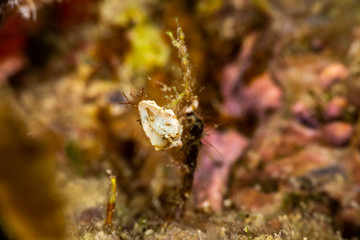 Pontoh's pygmy seahorse or the weedy pygmy seahorse, Hippocampus pontohi, is a seahorse of the family Syngnathidae native to the central Indo-pacific